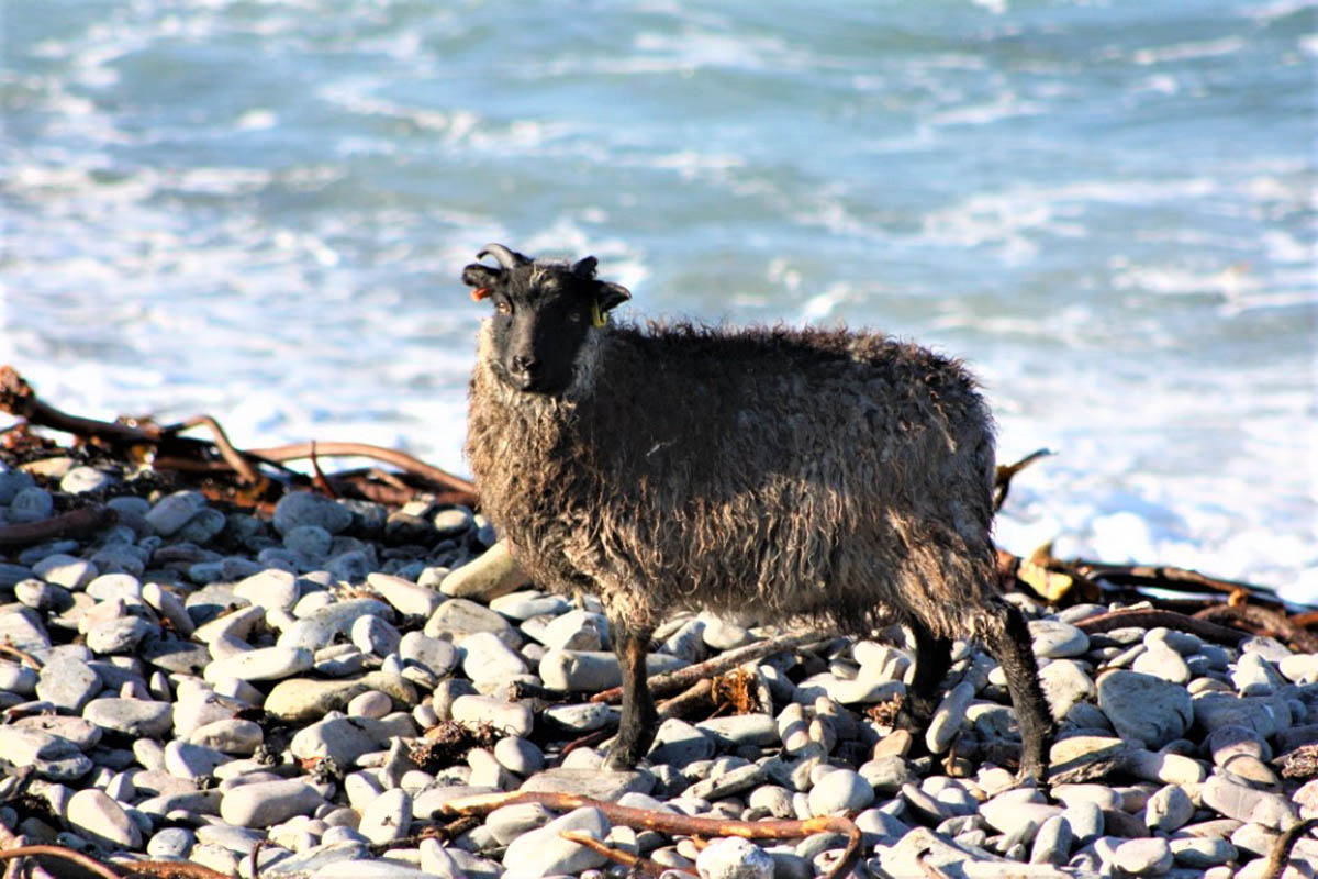 north ronaldsay lamb